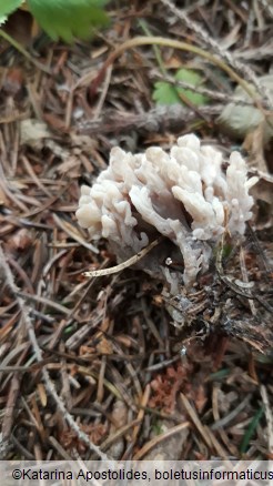 Clavulina cinerea f. cinerea