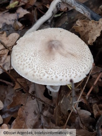 Macrolepiota mastoidea