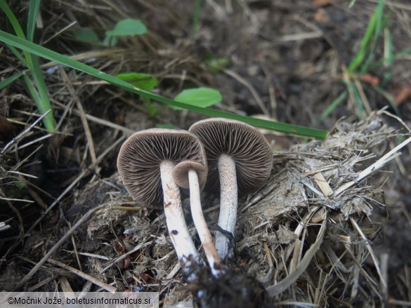 Panaeolus cinctulus