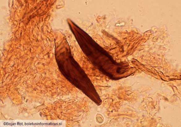 Onnia tomentosa