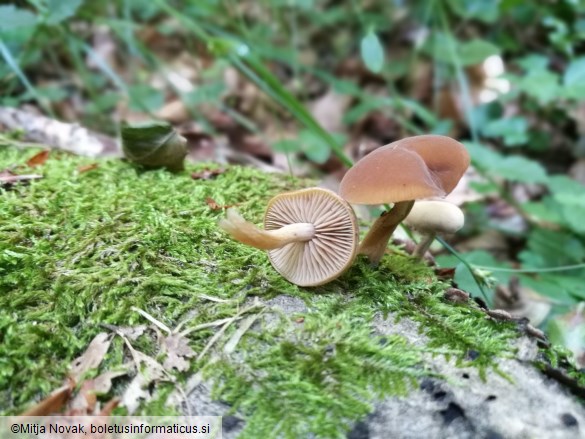 Simocybe sumptuosa