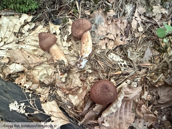 Tricholoma vaccinum