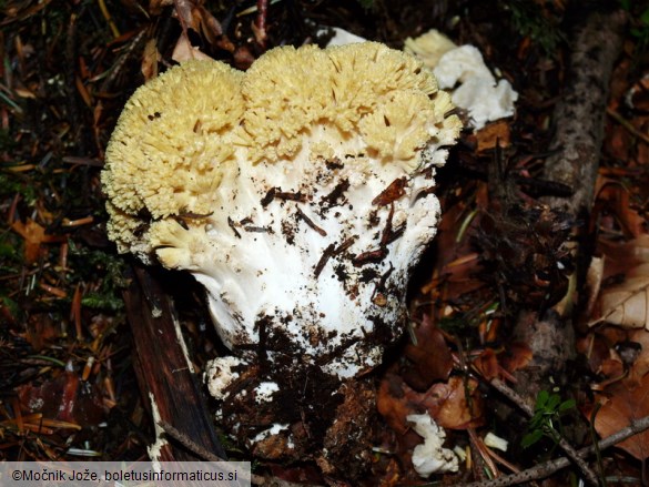 Ramaria flava