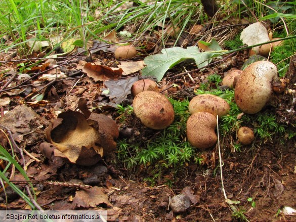 Scleroderma areolatum