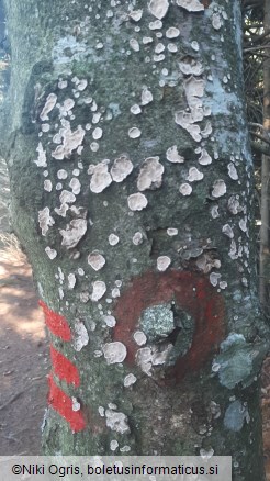 Haematostereum rugosum