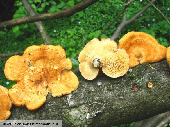 Polyporus mori