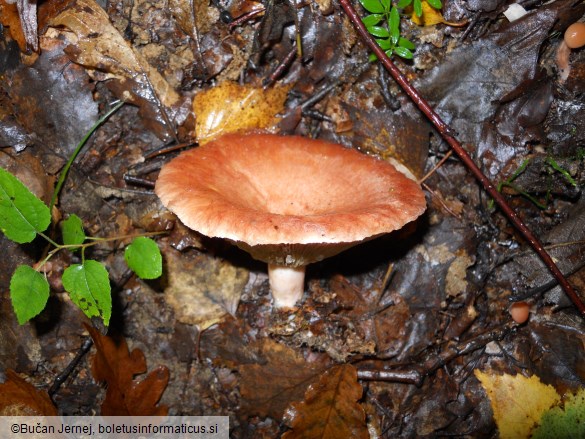 Lactarius torminosus