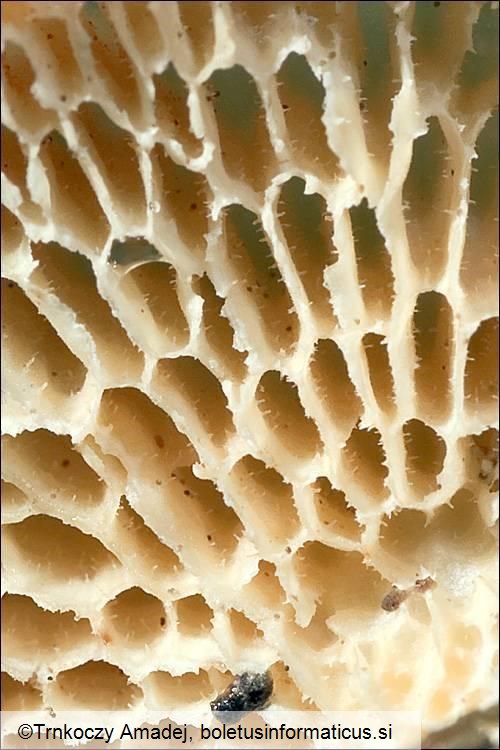 Polyporus alveolaris