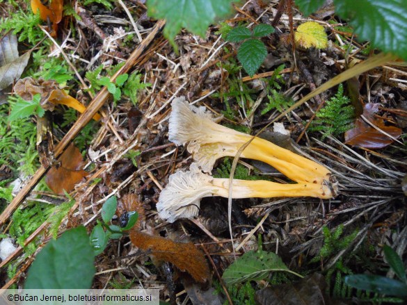 Cantharellus lutescens