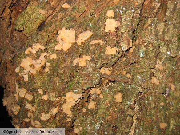 Stereum rugosum 