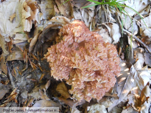 Ramaria botrytis