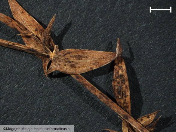 Uromyces pisi f. lathyri