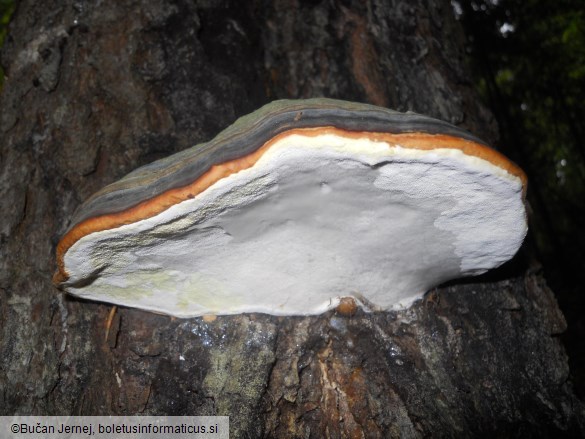 Fomitopsis pinicola
