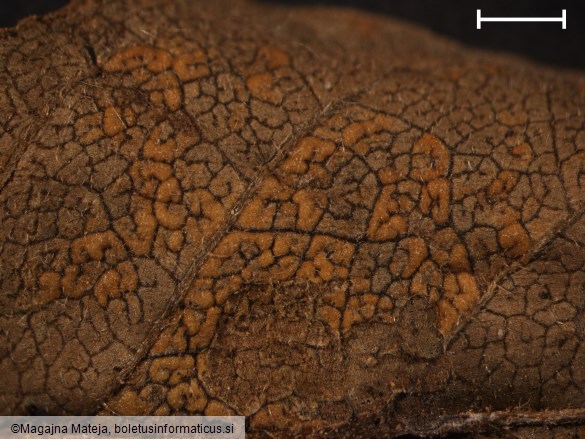 Coleosporium euphrasiae