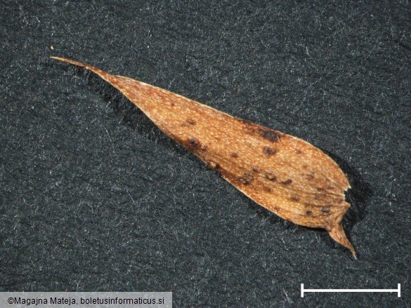 Uromyces pisi f. lathyri