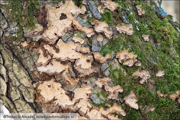 Haematostereum rugosum