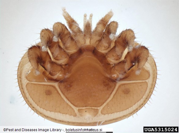 <i>Varroa jacobsoni</i>