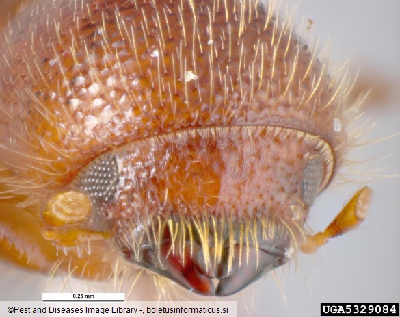 mali črni lesar (<i>Xyleborus monographus</i>)