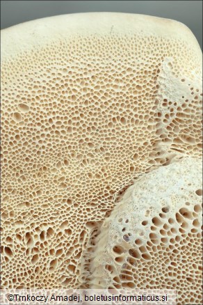Trametes pubescens