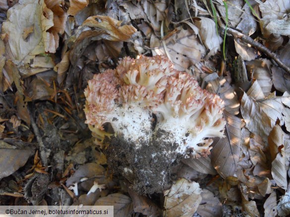 Ramaria botrytis