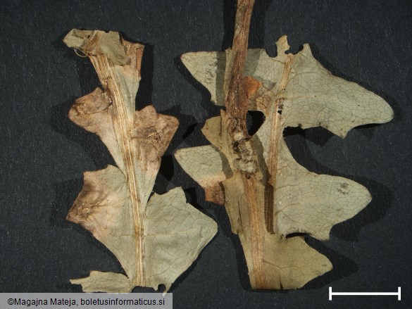 Aecidium compositarum