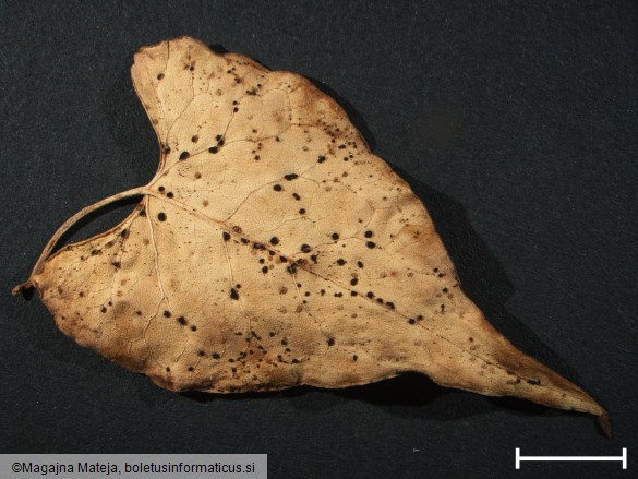 Puccinia polygoni