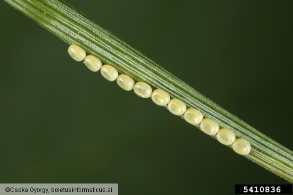 borov pedic (<i>Bupalus piniarius</i>) na <i>Pinus</i> spp.
