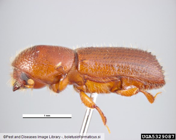 mali črni lesar (<i>Xyleborus monographus</i>)
