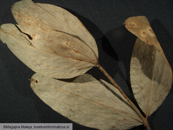 Aecidium orobi