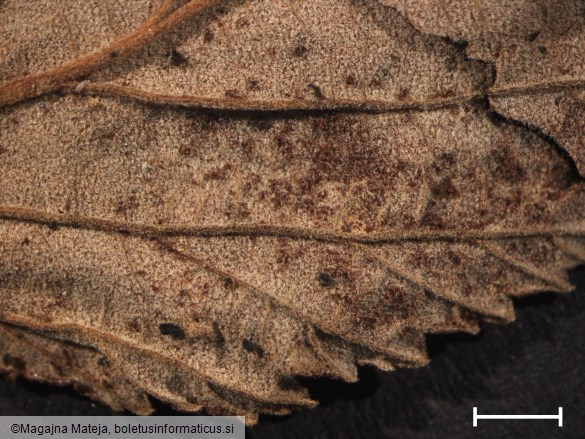 Triphragmium ulmariae