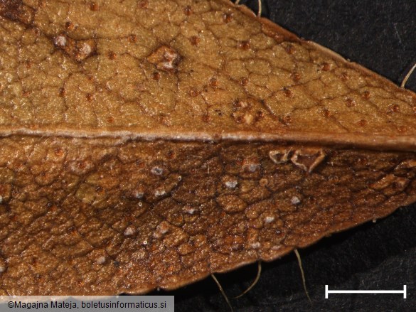 Chrysomyxa rhododendri