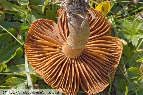 Cortinarius spp.