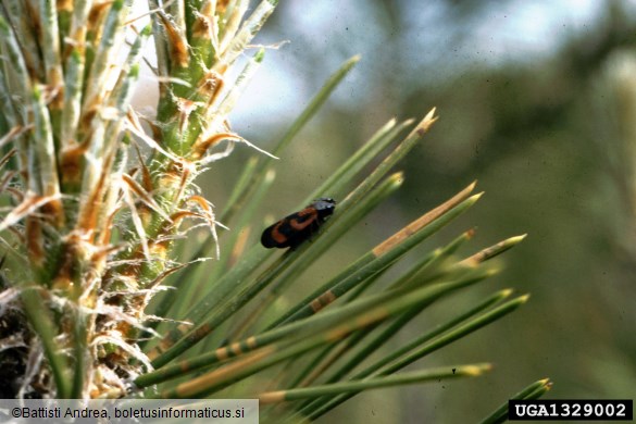 <i>Haematoloma dorsata</i> na <i>Pinus</i> spp.
