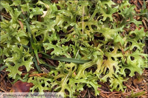 Cetraria islandica