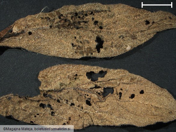 Uredo symphyti