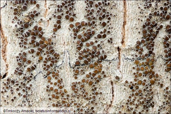 Lecanora argentata