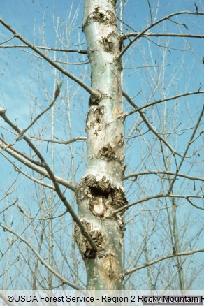 topolov rak (<i>Cryptodiaporthe populea</i>) na <i>Populus</i> spp.