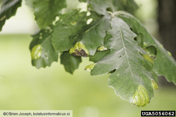 mehurjenje hrastovih listov (<i>Taphrina caerulescens</i>) na <i>Quercus macrocarpa</i>