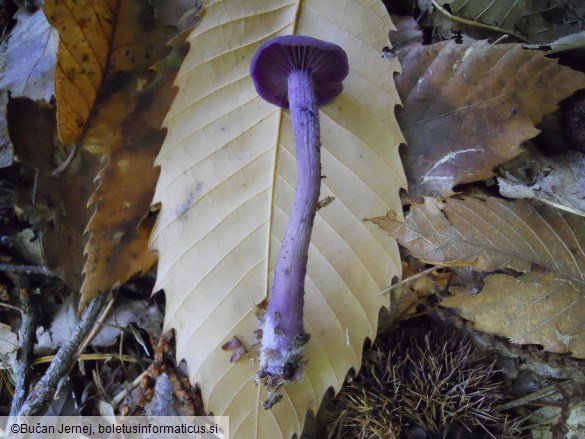 Laccaria amethystina