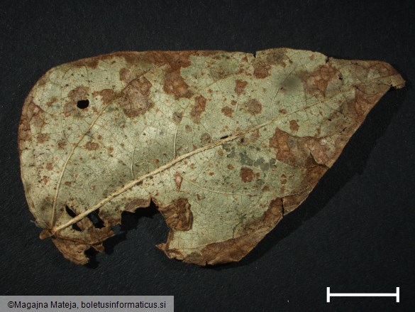 Uromyces phaseoli