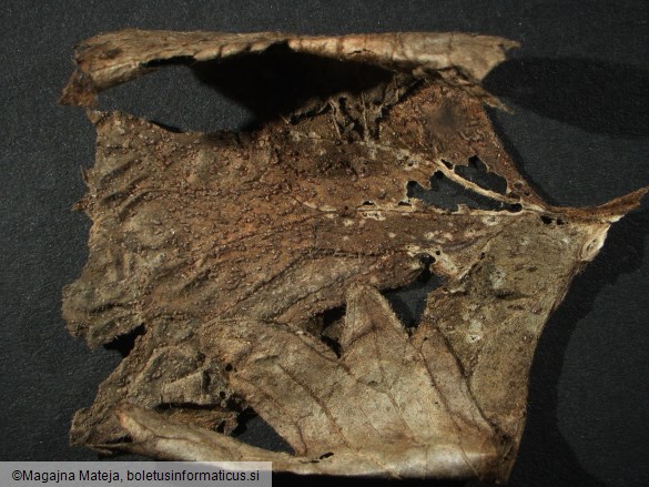 Uromyces lycoctoni