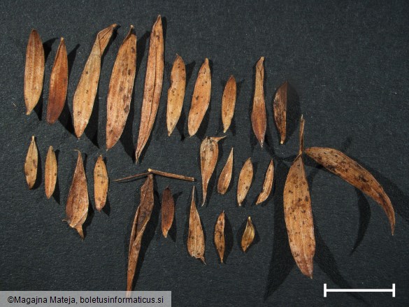 Uromyces pisi f. lathyri