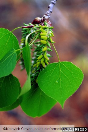 iznakaženje trepetlikovih ženskih cvetov (<i>Taphrina johansonii</i>) na <i>Populus tremuloides</i>