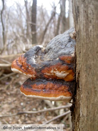 Fomitopsis pinicola