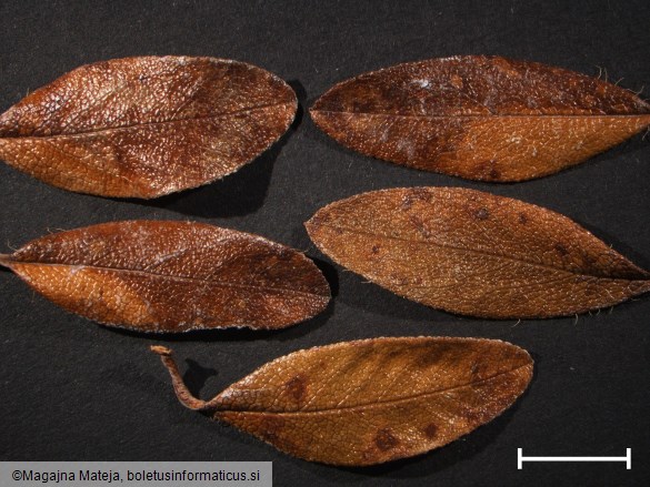 Chrysomyxa rhododendri