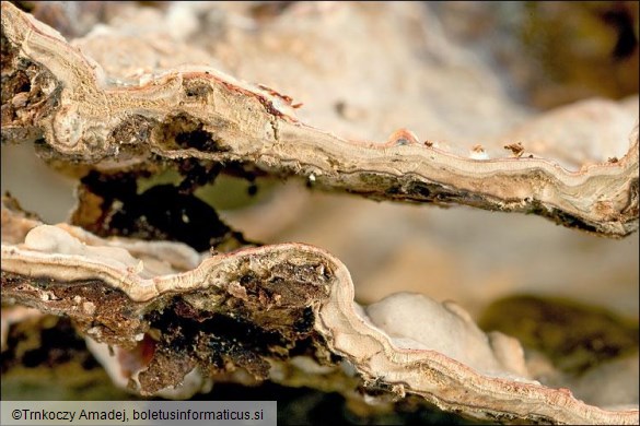 Haematostereum rugosum