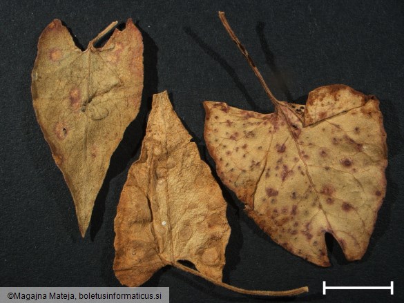 Puccinia polygoni