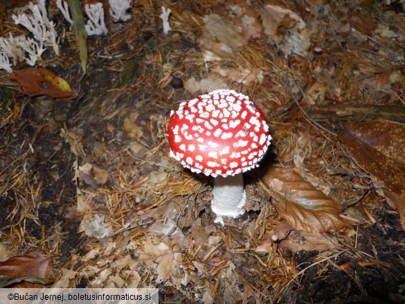 Amanita muscaria