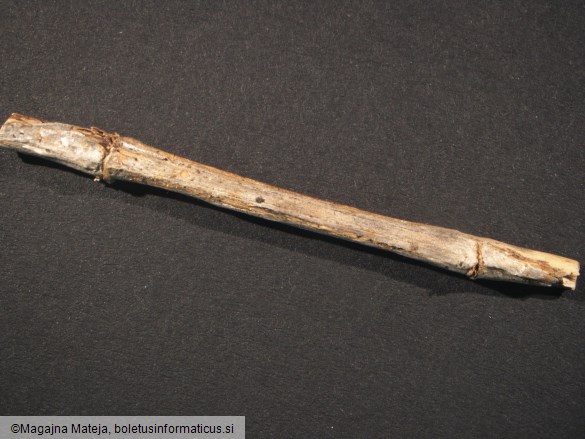 Peziza cyathoidea