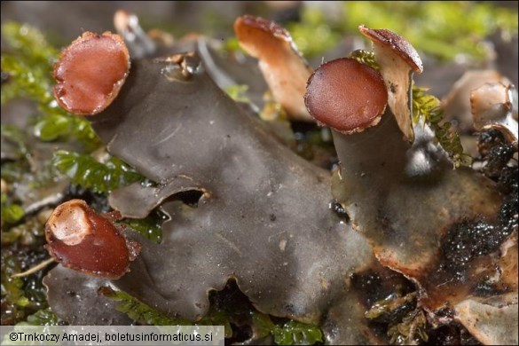 Peltigera horizontalis